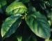 Live Gurmar Plant | Live Gymnema Sylvestre Natural Sugar Control Medicinal Herb Plant | Ayurvedic Sugar Destroyer Herbal Climber for Home, Balcony, Terrace & Outdoor Gardening | Pack of 1