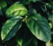 Live Gurmar Plant | Live Gymnema Sylvestre Natural Sugar Control Medicinal Herb Plant | Ayurvedic Sugar Destroyer Herbal Climber for Home, Balcony, Terrace & Outdoor Gardening | Pack of 1